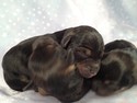 Male snorkies born August 2, 2012- Puppies for sale- Iowa breeder